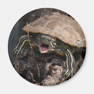 Imán enojado de la tortuga