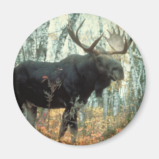 Imán Enorme Moose