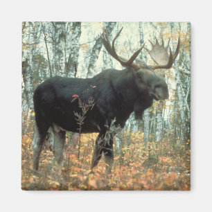 Imán Enorme Moose