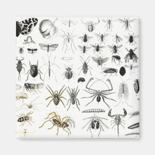 Imán Entomología, miriápodos y arácnidos