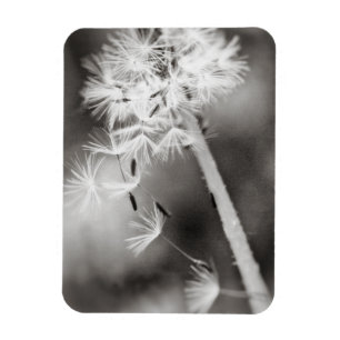 Imán Enviando deseos de salida