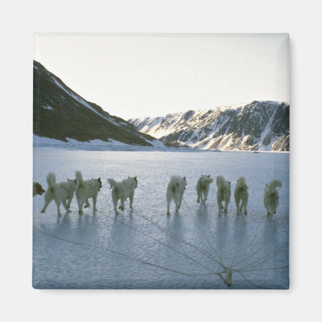 Imán Equipo de perros, Groenlandia (Frente)