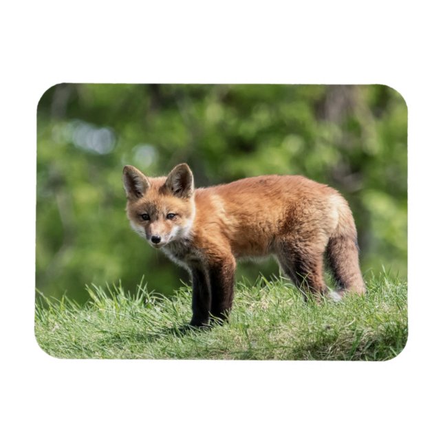 Imán Equipo del Fox rojo (Horizontal)