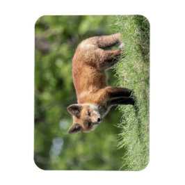 Imán Equipo del Fox rojo