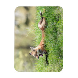 Imán Equipo del Fox rojo