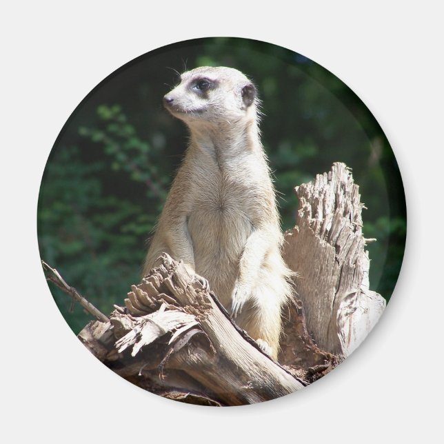 Imán Erdmännchen (Frente)