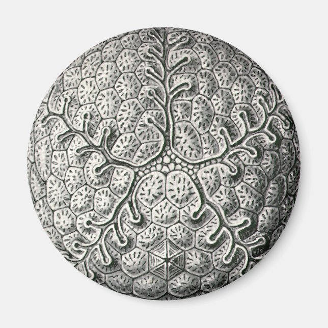 Imán Ernst Haeckel (Frente)