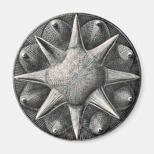 Imán Ernst Haeckel
