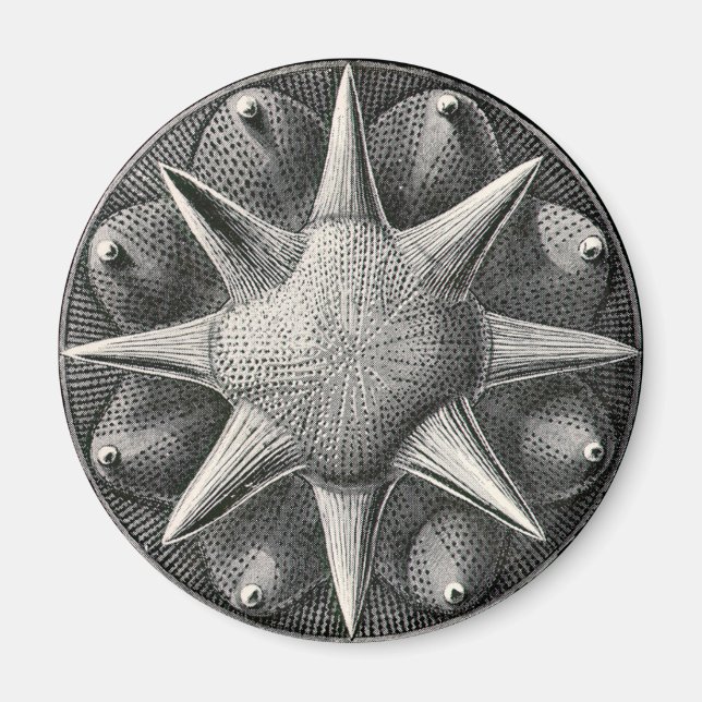 Imán Ernst Haeckel (Frente)