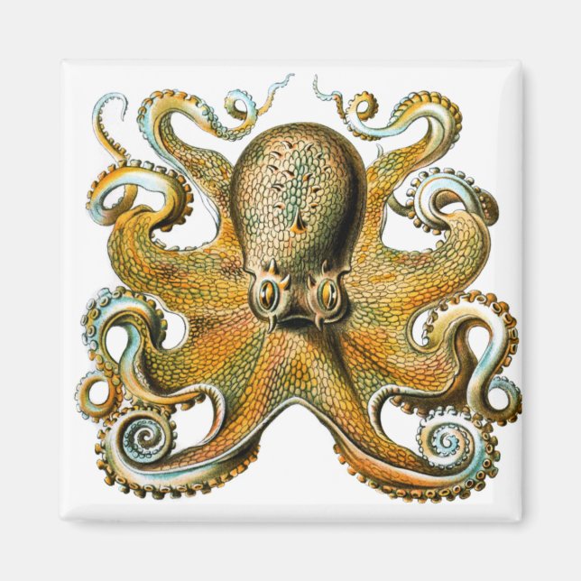 Imán ernst haeckel octopus (Frente)