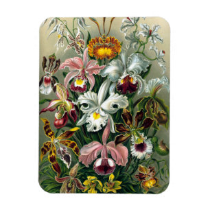 Imán Ernst Haeckel Orchidea Magnet