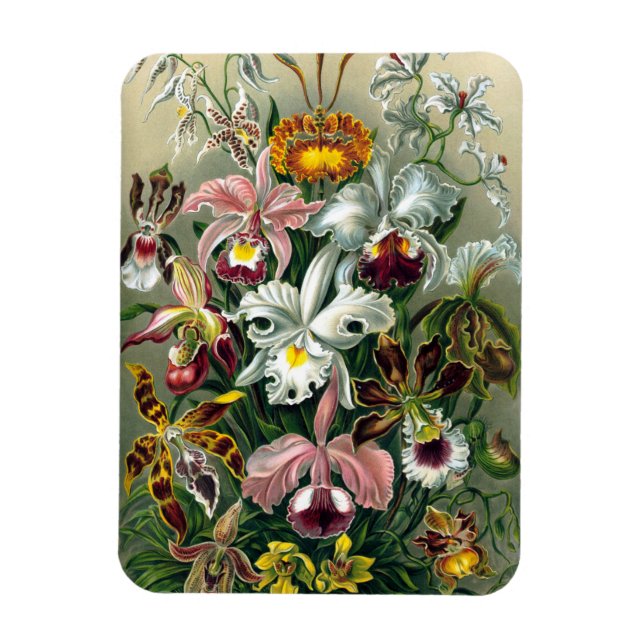 Imán Ernst Haeckel Orchidea Magnet (Vertical)
