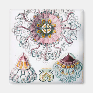 Imán Ernst Haeckel Peromedusae Jellyfish
