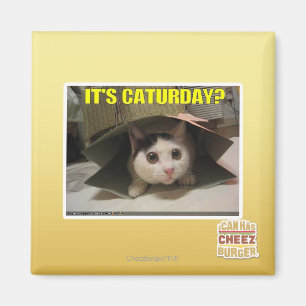 Imán ¿Es Caturday?