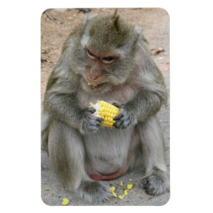 Imán ¡Es mío! ... Mono Macaque tailandés salvaje