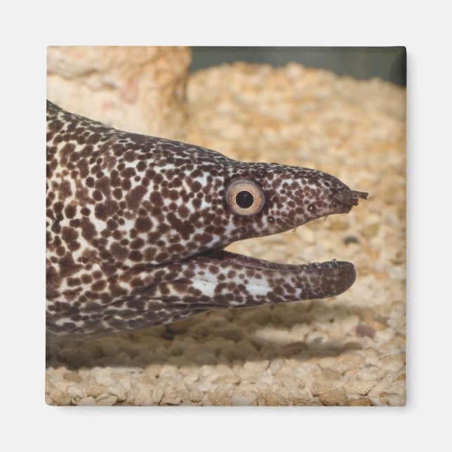 Imán ¡Es un Moray! Mimán cuadrado (Frente)