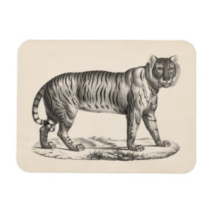 Imán Esbozo del tigre Brodtmann