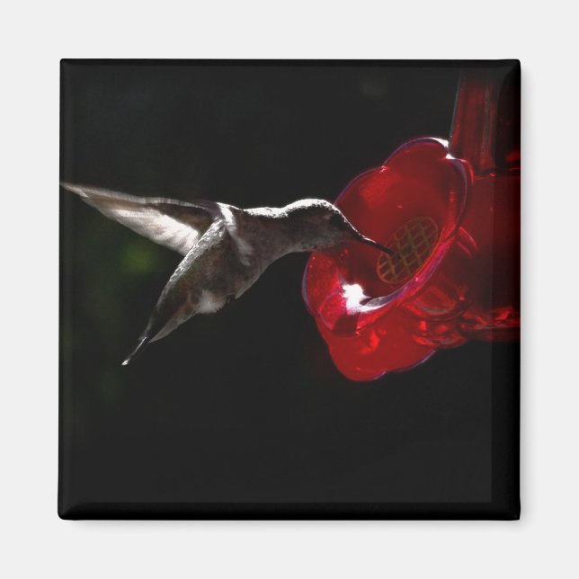 Imán Escabulliéndose un aperitivo nocturno (Frente)