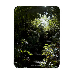 Imán Escalera/sendero rústicos en el bosque, luz del
