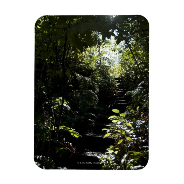 Imán Escalinata/sendero rústico en el bosque, luz solar (Vertical)