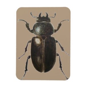 Imán Escarabajo de macho 2011