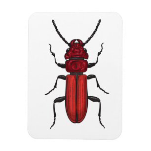 Imán Escarabajo rojo