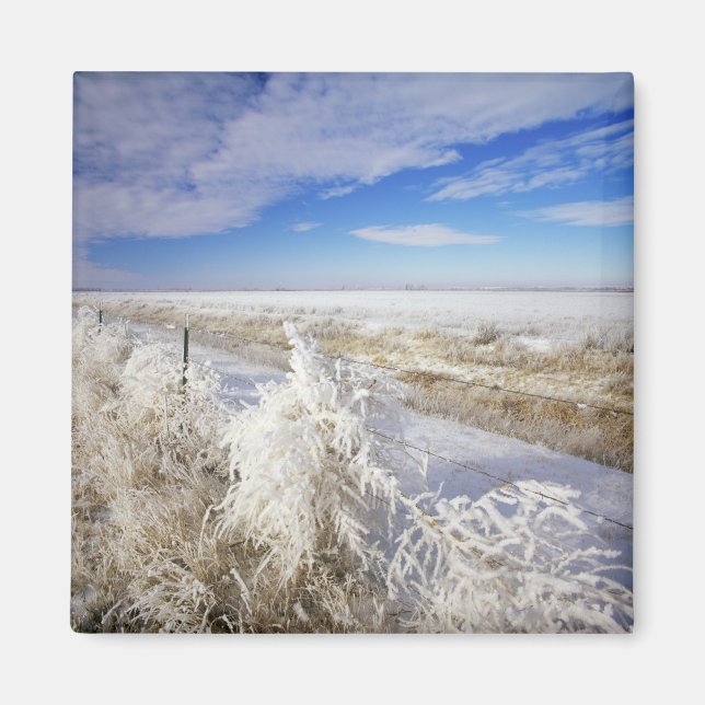 Imán Escarcha cubre el arbusto rodante y la cerca cerca (Frente)