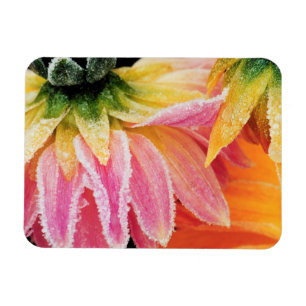 Imán Escarcha en las últimas flores de la caída - Dal