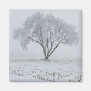 Imán Escarcha sobre un árbol solitario