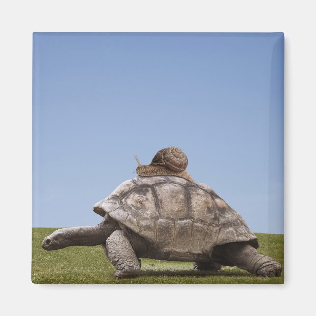 Imán Escarnio sobre una tortuga (Frente)