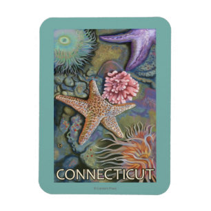 Imán Escena de ConnecticutTidepool