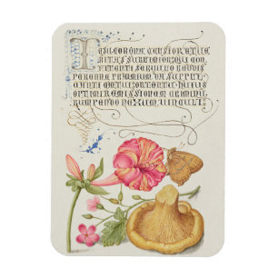 Imán Escena de jardín con flores, mariposa y hongo