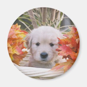 Imán Escena del otoño del perrito del golden retriever