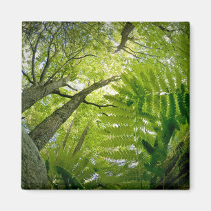 Imán Escena forestal en el Parque Nacional Acadia, Main