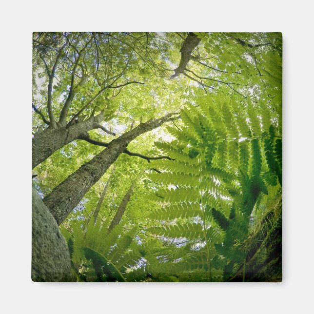 Imán Escena forestal en el Parque Nacional Acadia, Main (Frente)