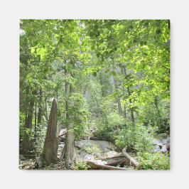 Imán Escena mágica del bosque verde.