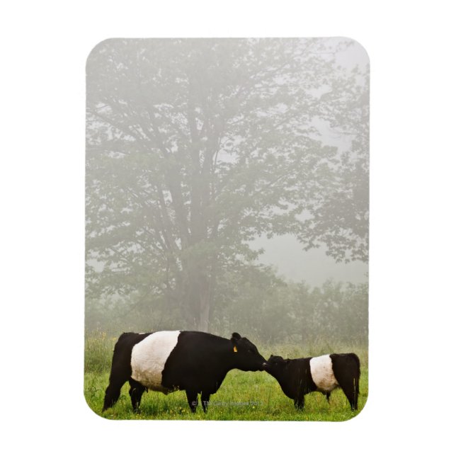 Imán Escena polea de una vaca galloway con vientre en e (Vertical)