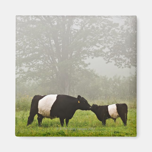 Imán Escena polea de una vaca galloway con vientre en e (Frente)