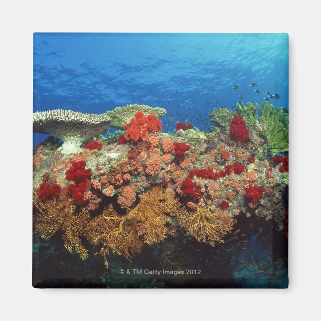 Imán Escenario de arrecifes de corales duros, corales b (Frente)