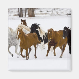 Imán Escenario invernal de caballos en carrera