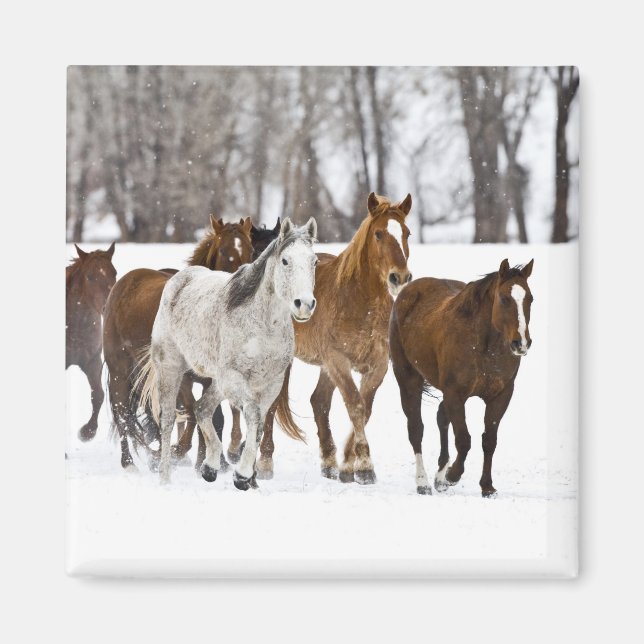 Imán Escenario invernal de correr (Frente)