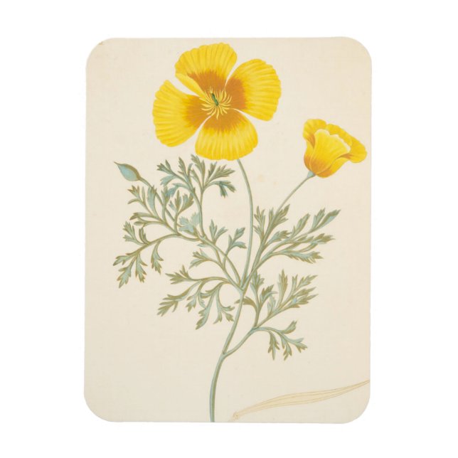 Imán Escherbectzia californiana (Vertical)