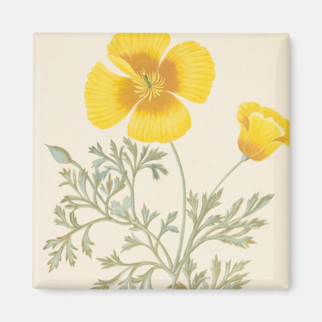 Imán Escherbectzia californiana (Frente)