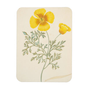 Imán Eschscholtzia californiano