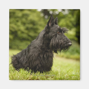 Imán Escocés Terrier