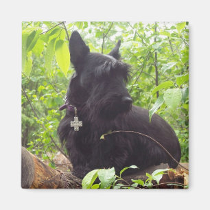 Imán Escocés Terrier de "Duide"