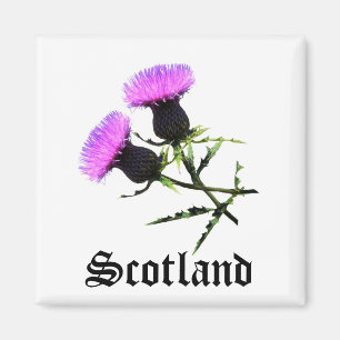 Imán Escocia, cardo