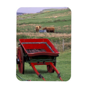 Imán Escocia, Isla de Skye, Kilmuir. Animales de granja