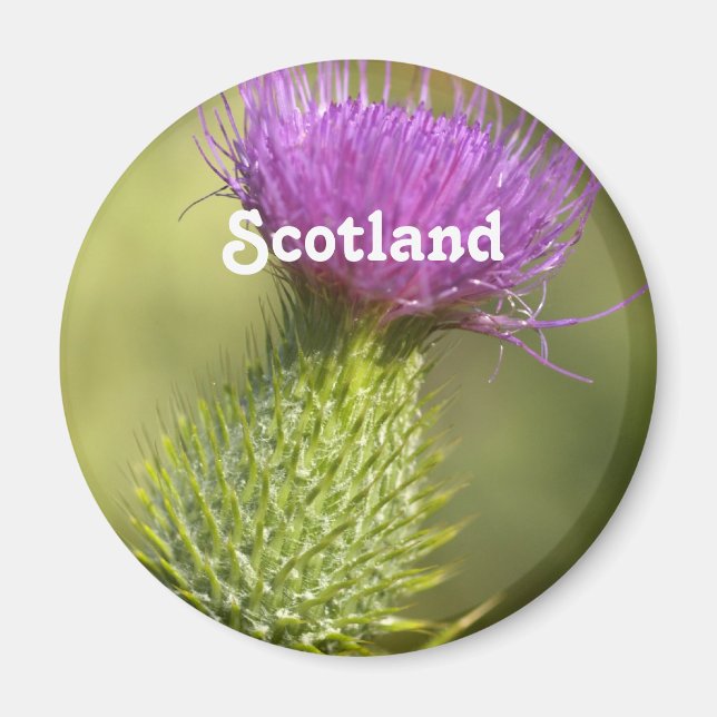 Imán Escocia Thistle (Frente)