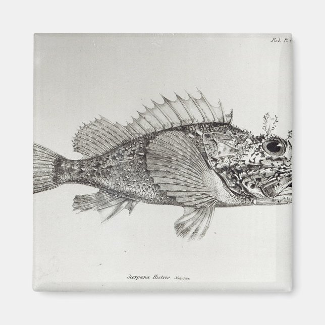 Imán Escorpión (Frente)